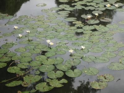 カンボジアの喜怒哀楽 　4日目－6日目　帰国