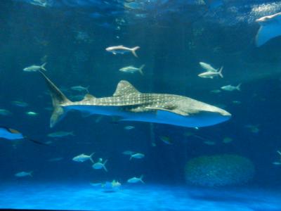 鹿児島水族館