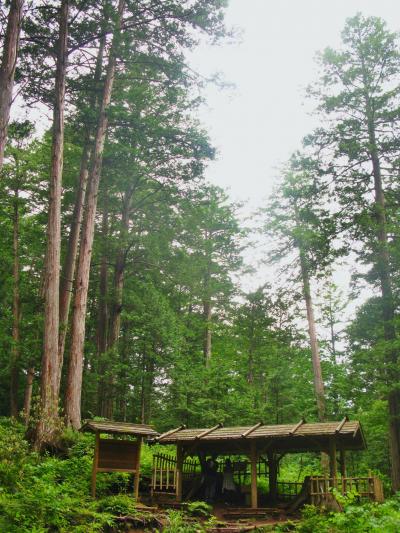 木曽路C　伊勢神宮の御神木　檜の切り株を探訪　☆赤沢自然休養林の聖域