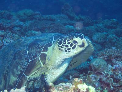 2011夏恒例の石垣島ダイビングと那覇牧志のぶらり旅