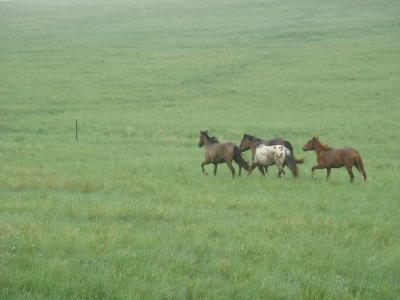 内モンゴル呼倫貝爾草原