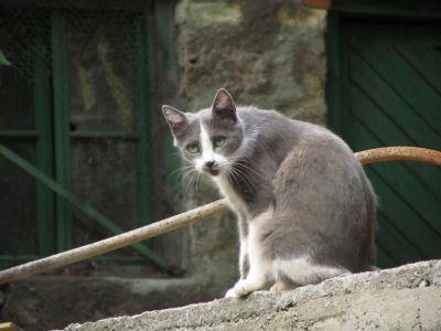 2011年コーカサス３カ国旅行ハイライトその８：動物編──旧市街のイヌ・ネコたち