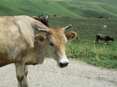 2011年コーカサス３カ国旅行ハイライトその９：動物編──牧畜の国らしいコーカサス