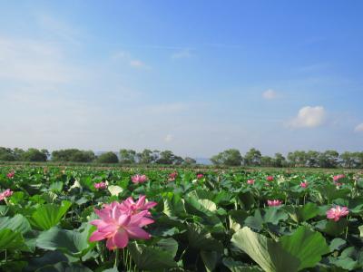 仕事前に行く、清らかな蓮咲く草津市立水生植物公園みずの森