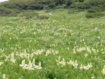 北アルプス　双六岳・三俣蓮華岳登山　２日目
