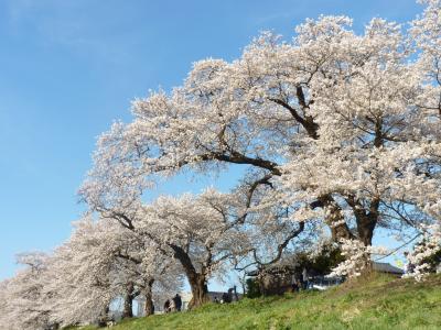 2011/4 宮城大河原　一目千本桜　～変わらぬ美しさ～