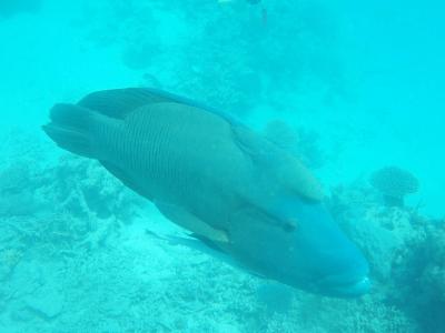 GBRでダイビング