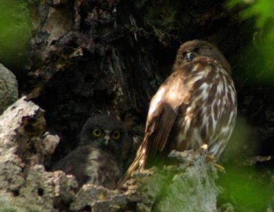 植物園でアオバズクの雛とご対面！