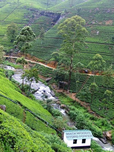 スリランカ縦断の旅 ② ー 紅茶畑を縫いながらヌワラエリヤへ