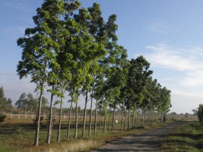 友人邸　 敷地内の自然風景ー②　　８月　　２０１１年