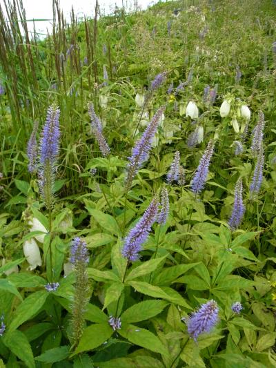 信州ぶらり旅（八方尾根自然研究路）