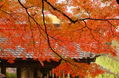 奈良の紅葉を求めて