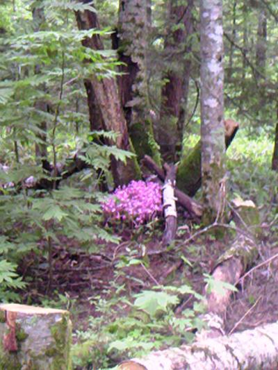 上高地日帰り旅行―7・3