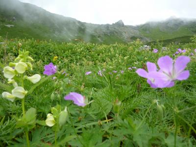 雲上の花園　槍ヶ岳　花の山旅～♪　１日目