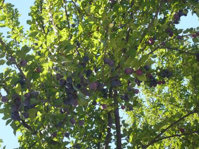 スロベニア・クロアチア・モンテネグロ・ボスニアヘルツェゴビ⑤4カ国周遊9日間