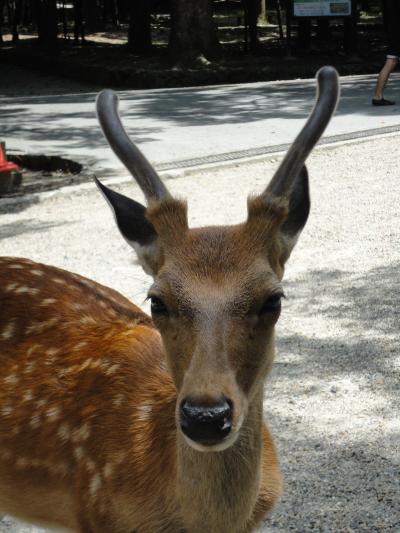 京都・奈良の旅（2日目）