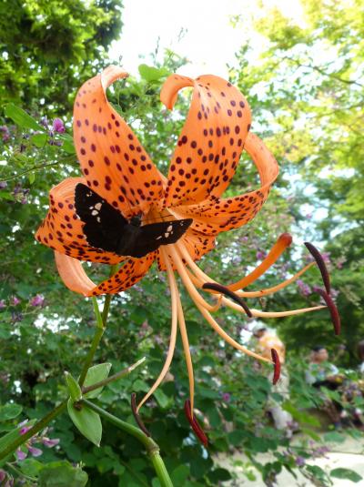 「　花とチョウ　の　高尾山～小仏城山～　日影沢　　ウォーク」　2011