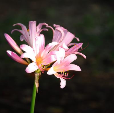 Japan　昭和記念公園　甘い香りの夏水仙とブルーベリーと鷺草　～ミツバチばあやの冒険～