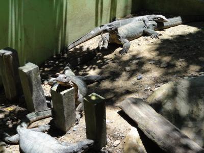 ボルネオ島コタキナバルでオラウータンに会う旅1