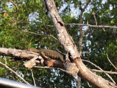 ボルネオ島コタキナバルでオラウータンに会う旅　２