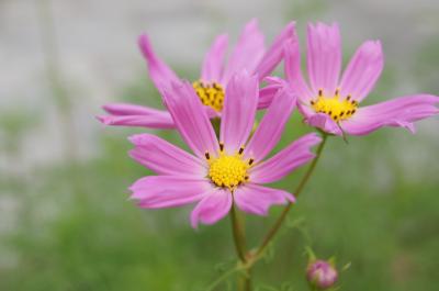 キラ～ン☆デジイチデビューの１日