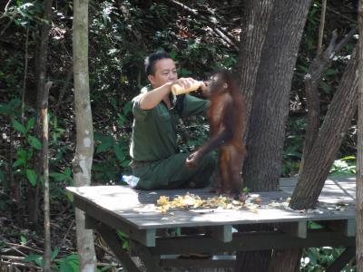 ボルネオ島コタキナバルでオラウータンに会う旅　３