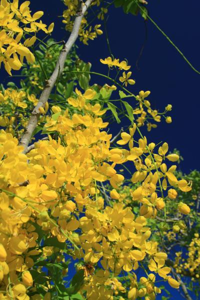 ちょこっと糸満　チャリの旅　(^^)/