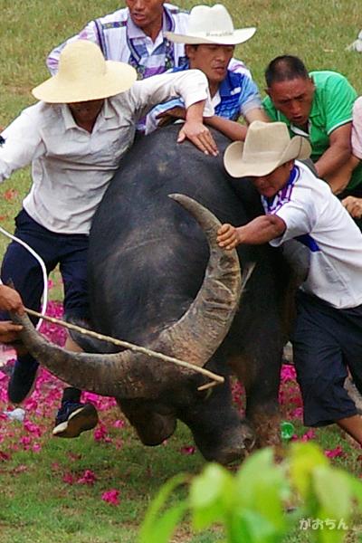 石林でサニ族と闘牛を観る～2011年雲南・四川の旅　【その１】