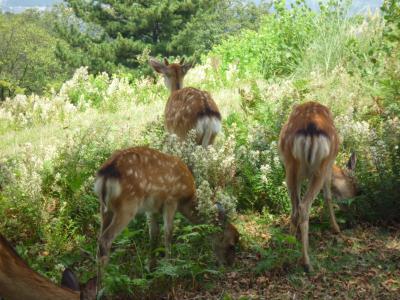 奈良奥山ドライブウェイ、不退寺、海龍王寺 ~原付で地元探訪~
