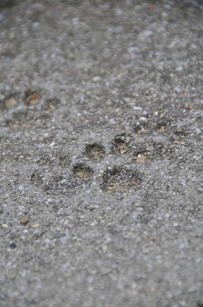 2011年GW③ ~猫と犬とおのみっちゃんの街・尾道Ⅱ~