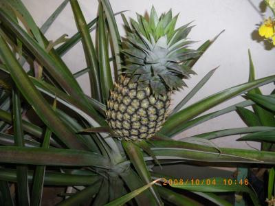 アーカイブ8　2008年国慶節　10月4日 昆明、シーサンパンナ旅行　