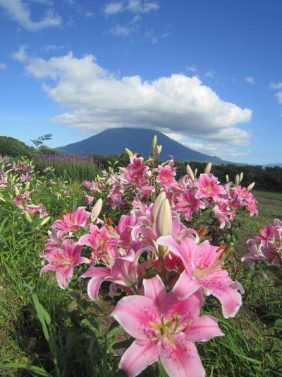 ニセコの1日***食べて♪・ひまわり畑！・羊蹄山風景♪