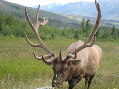 野生動物　どこで見た？／Mt. Robson & Jasper 　ジャスパー・マウントロブソンの楽しみ方-動物編