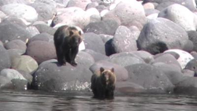 おまけ　知床クルーズで観た　ひぐま・国後・イルカ