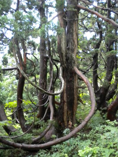 「日本三大天然杉」の一つ、佐渡の天然杉