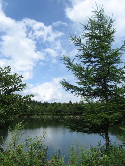 夏休みは避暑地で！八ヶ岳山麓　高原めぐりの旅　（２日目）　吐竜の滝・黄色い橋・ぎゃらりぃ彩・サンメドウズ・八ヶ岳倶楽部