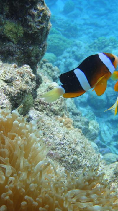 行こうよ！おいでよ！沖縄ぐるり旅【19】～ウミガメに出会えるかも！？世界有数のサンゴ礁～慶良間諸島　体験ダイビング日帰り１日プラン