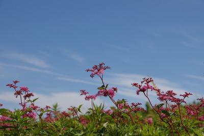 シモツケソウはまだかしら～　盛夏の伊吹山へ