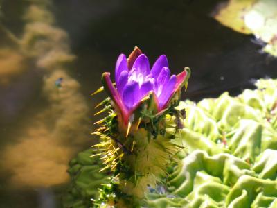 昆陽池公園のとげとげのオニバス