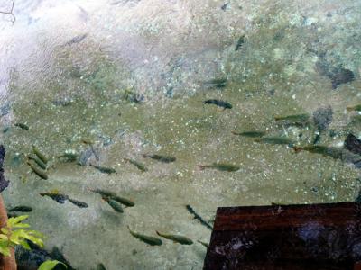 Bonitoで寒波に敗れる