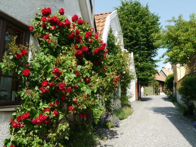 北欧1人旅(*・ω・*)~ゴットランド島~