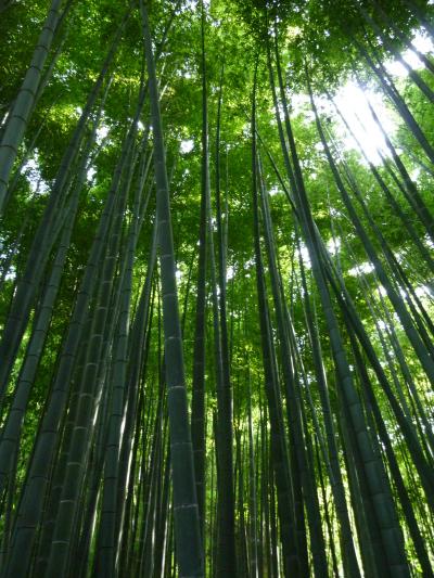 猛暑になんか負けない！北鎌倉をひとり散策　　２０１１・８