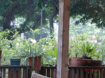 残暑の台湾(2011/8) とんすけ de PON !(その4 夜市三昧)