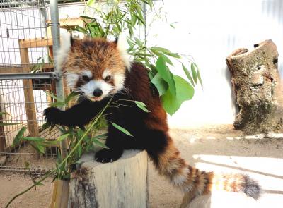 初秋のレッサーパンダ紀行【１】　周南市徳山動物園　１週間ぶりの再訪