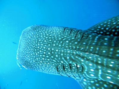 沖縄本島でジンベエなどを見てみる