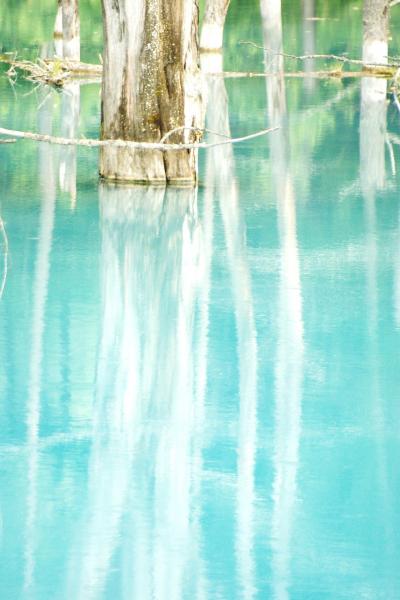 ラベンダー畑と青い池へ＠北海道旅行２日目