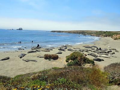 サンフランシスコからの西海岸ドライブと温泉の旅（２０１１年８月）。。。その１０「Point Piedres Blancesのゾウアザラシ」