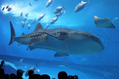 嵐の前触れ 沖縄台風直撃