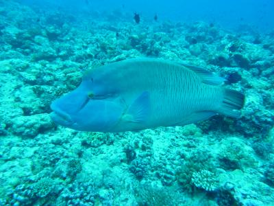 パラオ 6日目 ダイビング2日目/夕食は九州居酒屋へ