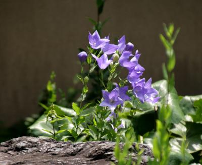 初夏の花咲く京都を歩く